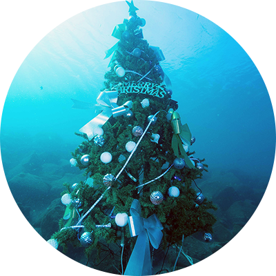 大瀬「水中クリスマスイルミネーション」