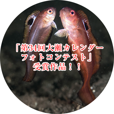 「第34回大瀬カレンダーフォトコンテスト」受賞作品発表！
