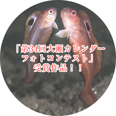 「第34回大瀬カレンダーフォトコンテスト」受賞作品発表！